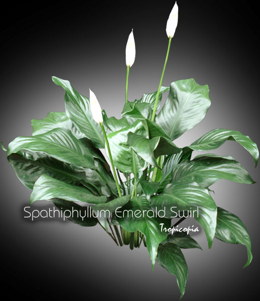 Spathiphyllum - Spathiphyllum 'Emerald Swirl'  - Peace lily